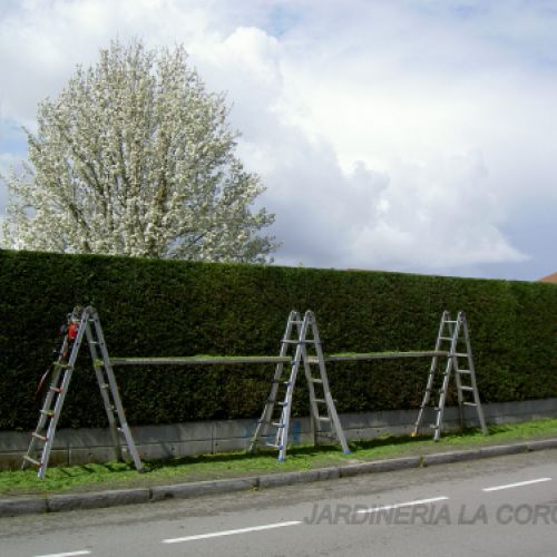 JARDINERÍA LA COROLLA