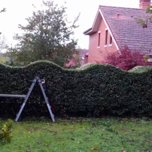 JARDINERÍA LA COROLLA